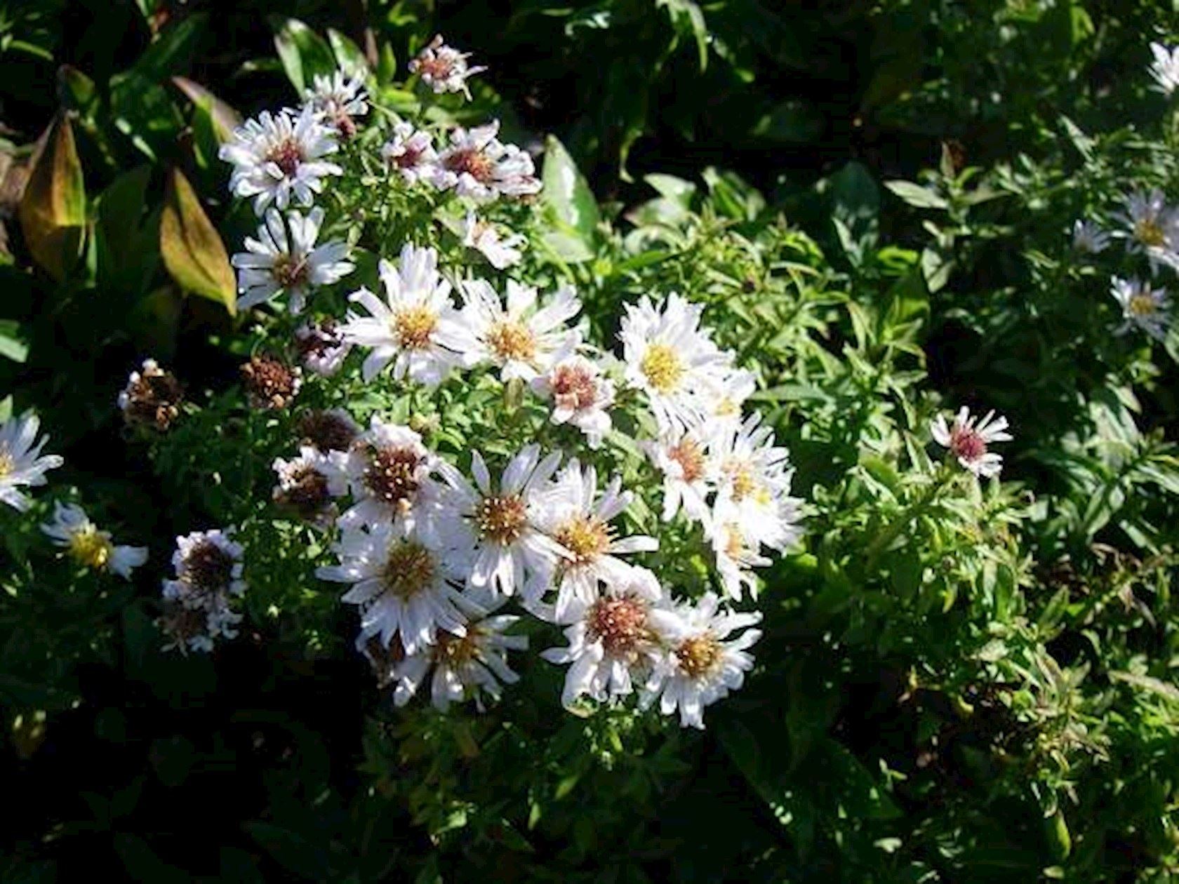 Plantenfiche-Aster-Schneekissen-