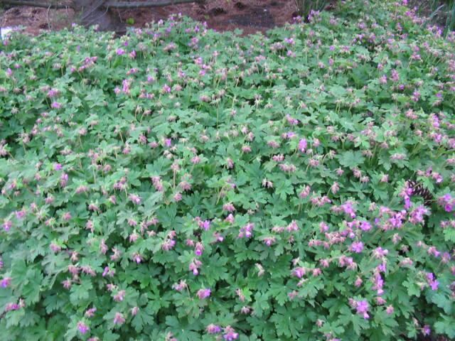 Plantenfiche-Geranium-macrorrhizum