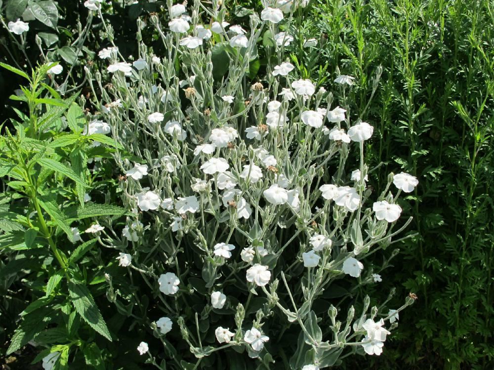 Plantenfiche-Lychnis-coronaria-Alba-