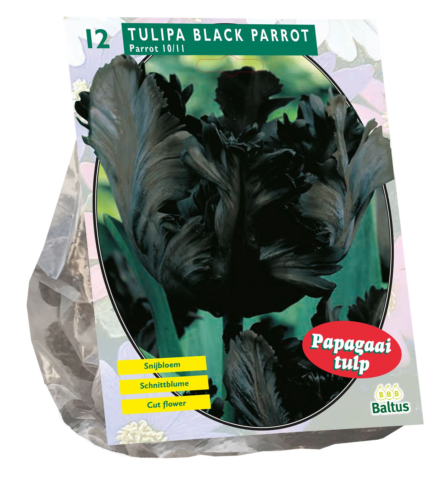 Tulipa-Black-Parrot-Parkiet-per-12