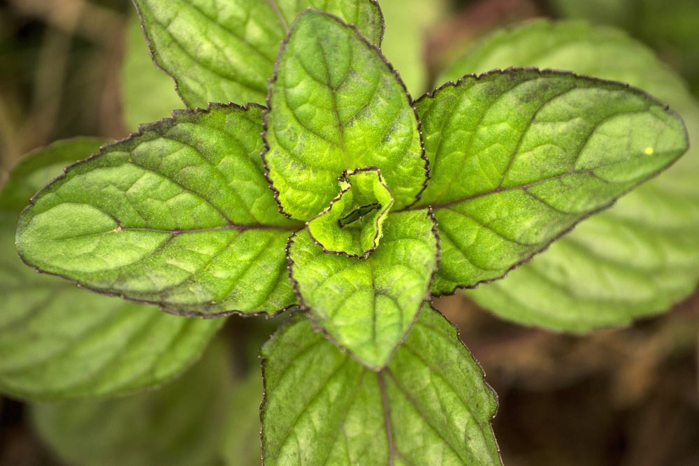 Plantenfiche-Mentha-x-rotundifolia-Eau-de-Cologne-Eau-de-colognemunt-