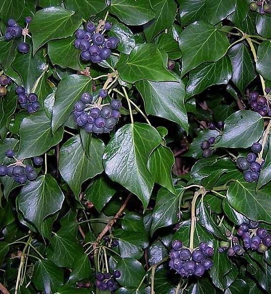 Hedera hibernica - pot 1,3L - 40-60 cm