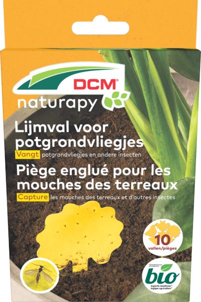 DCM Glue Trap - against potting soil flies