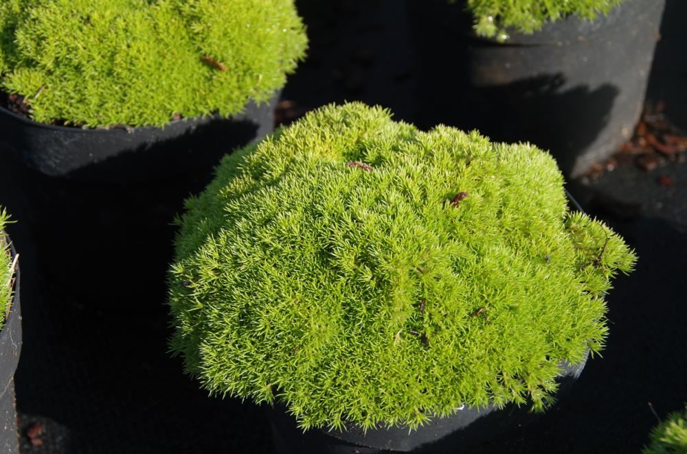 Plantenfiche-Scleranthus-uniflorus