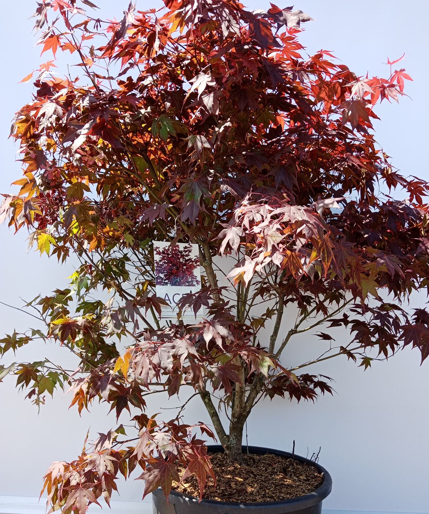 Acer palmatum 'Atropurpureum' - pot 50L - 125-150 cm - extra kwaliteit