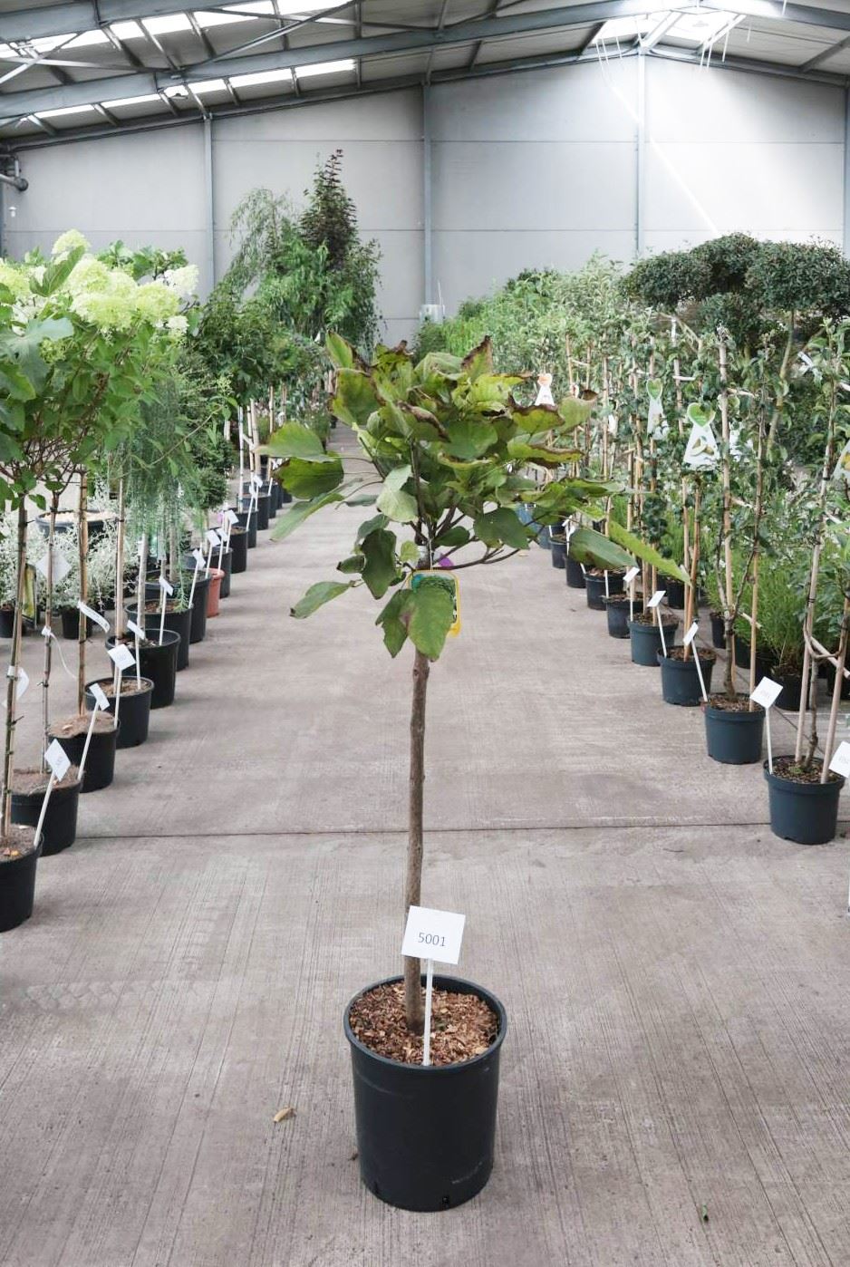 Catalpa bignonioides 'Nana' - pot 18L - halfstam boom