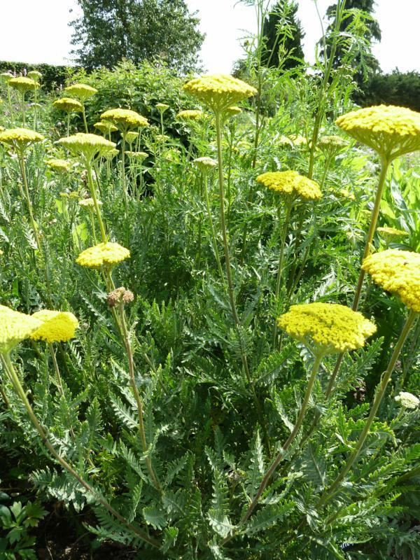 Plantenfiche-Achillea-filipendulina-Parker-s-Variety-