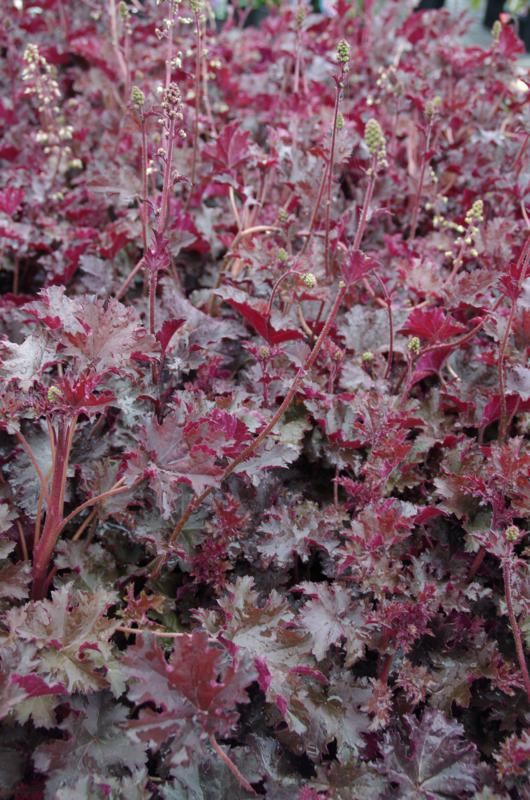Plantenfiche-Heuchera-Stormy-Seas-