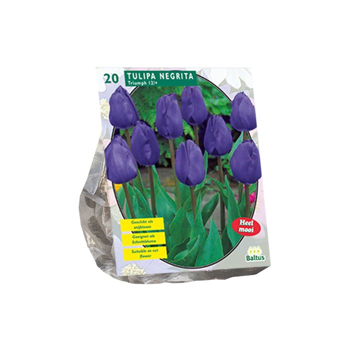 Tulipa-Negrita-Triumph-per-12