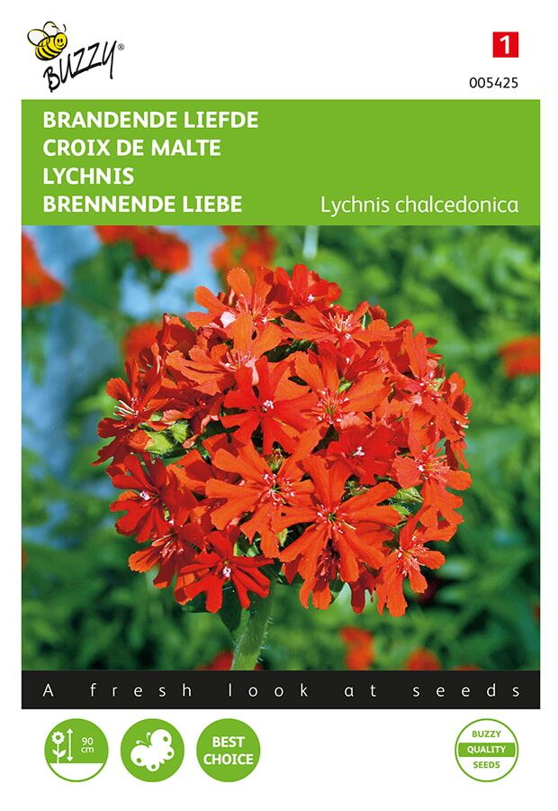 Buzzy-Lychnis-Brandende-Liefde