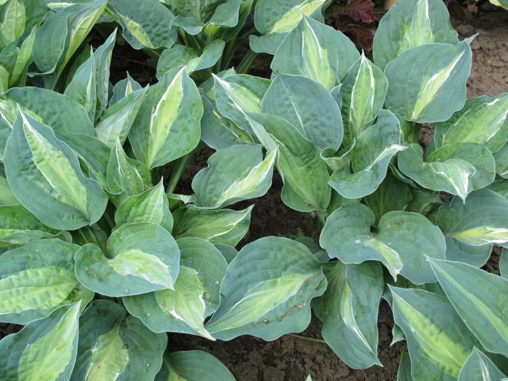 Plantenfiche-Hosta-Kiwi-Full-Monty-