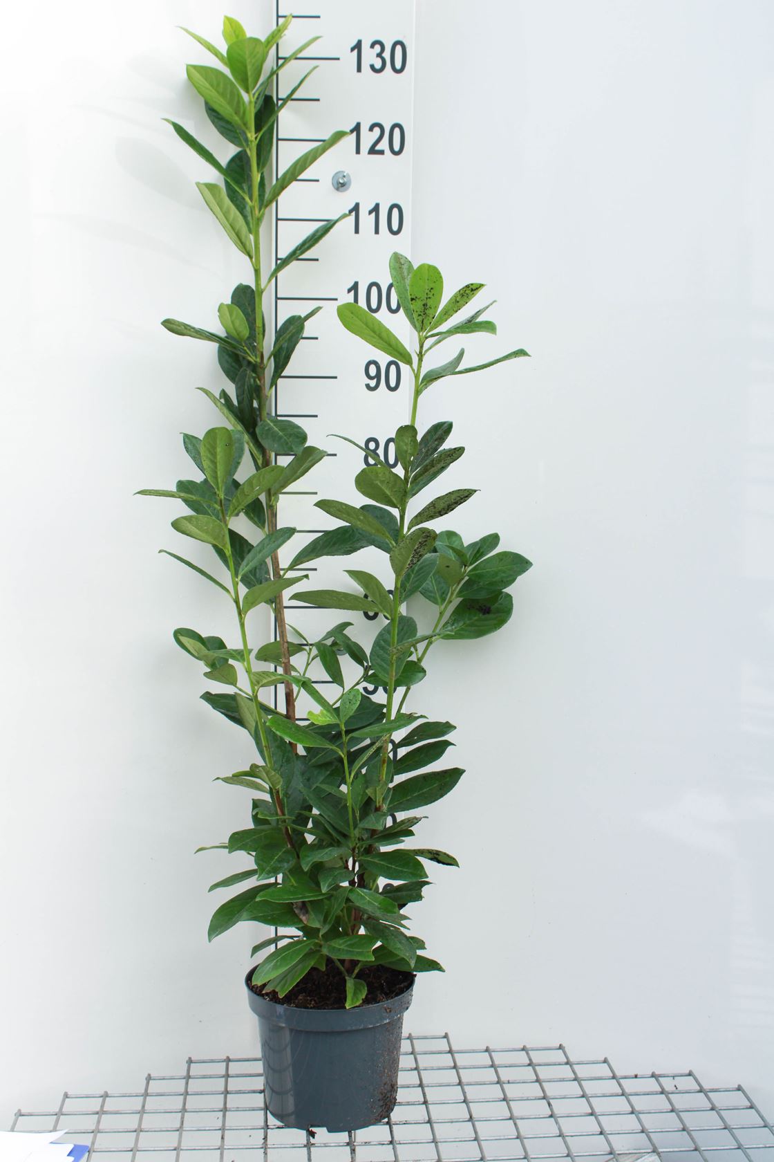 Prunus laurocerasus 'Novita' - pot 10L - 100-125 cm