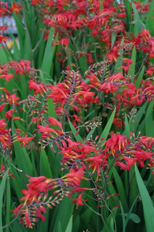 Plantenfiche-Crocosmia-Emberglow-