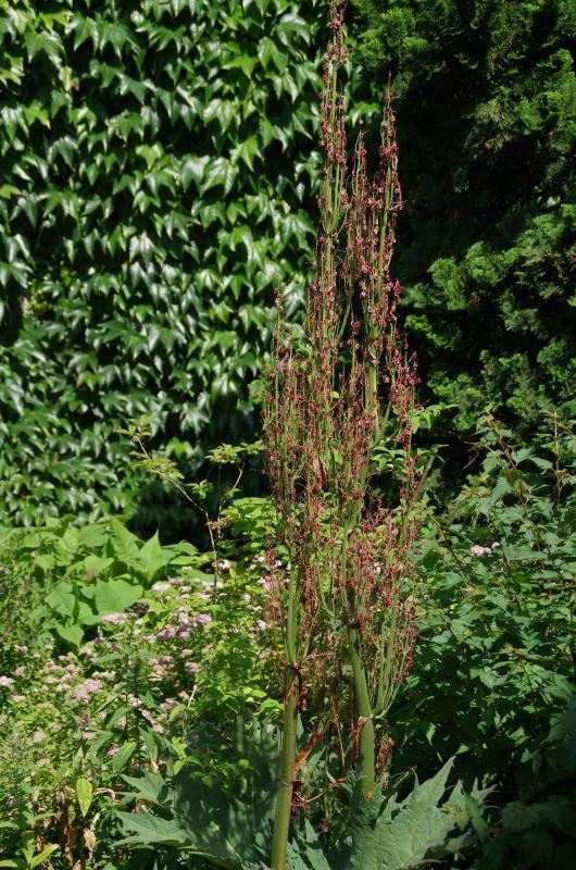 Plantenfiche-Rheum-palmatum-var-tanguticum