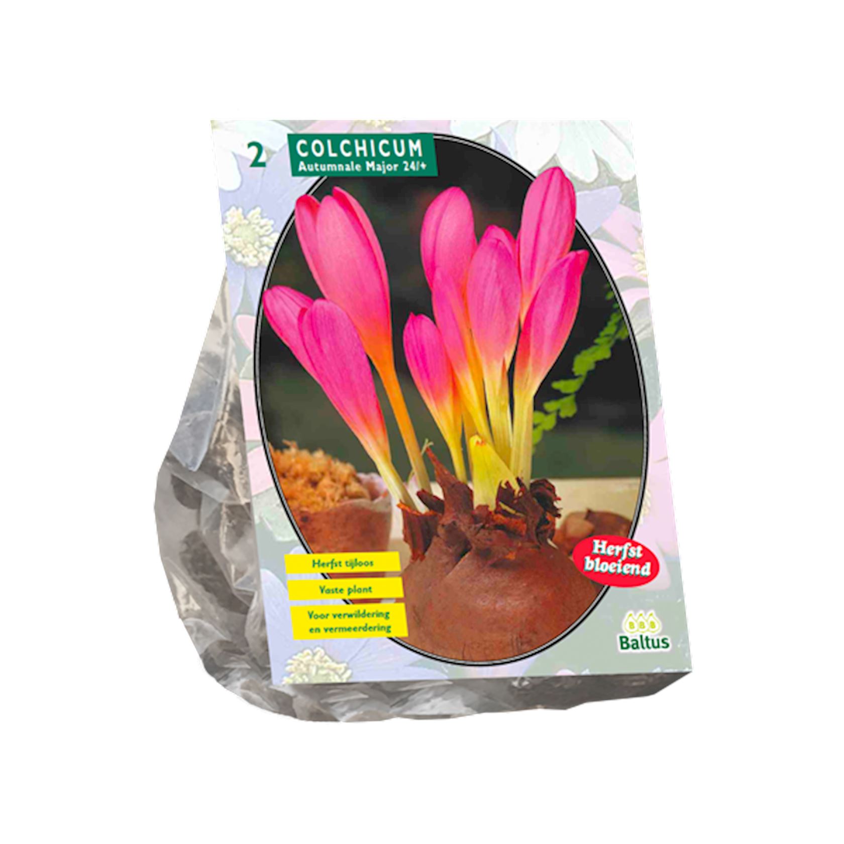 Colchicum-Aut-Major-Najaarbl-per-2