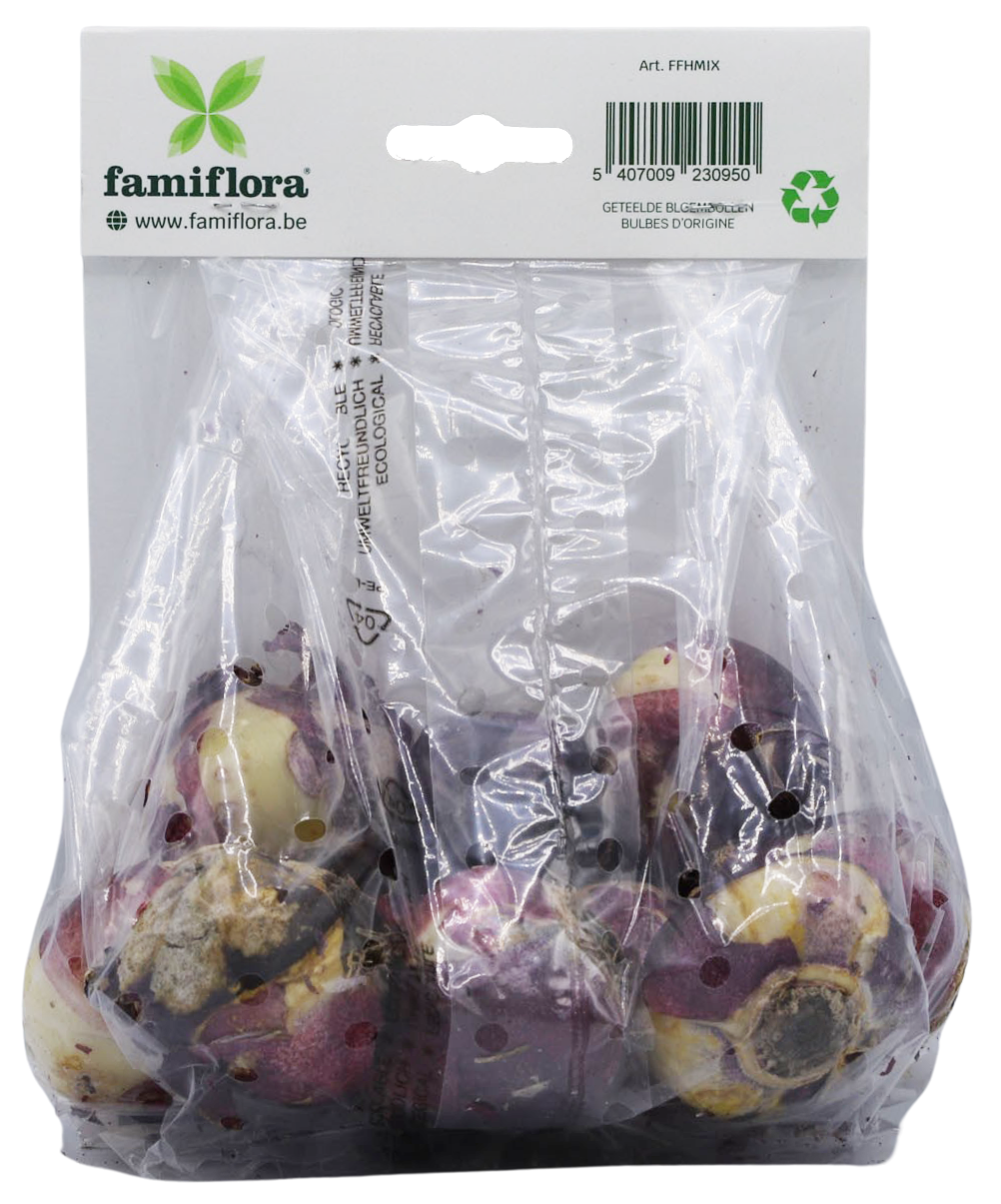 Famiflora Hyacinth Mix - 10 bulbs - Spring flowering bulbs