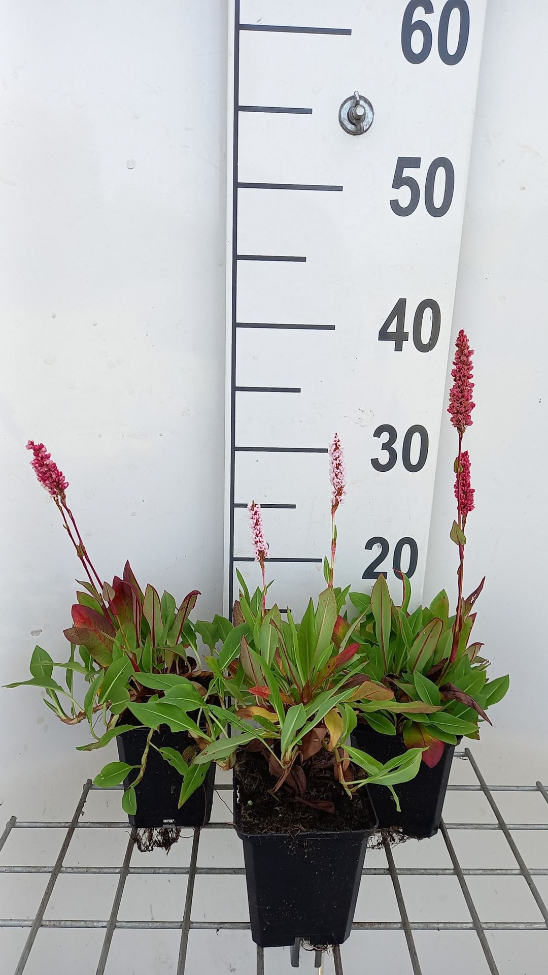 Persicaria aff. 'Dimity' - pot 9x9 cm