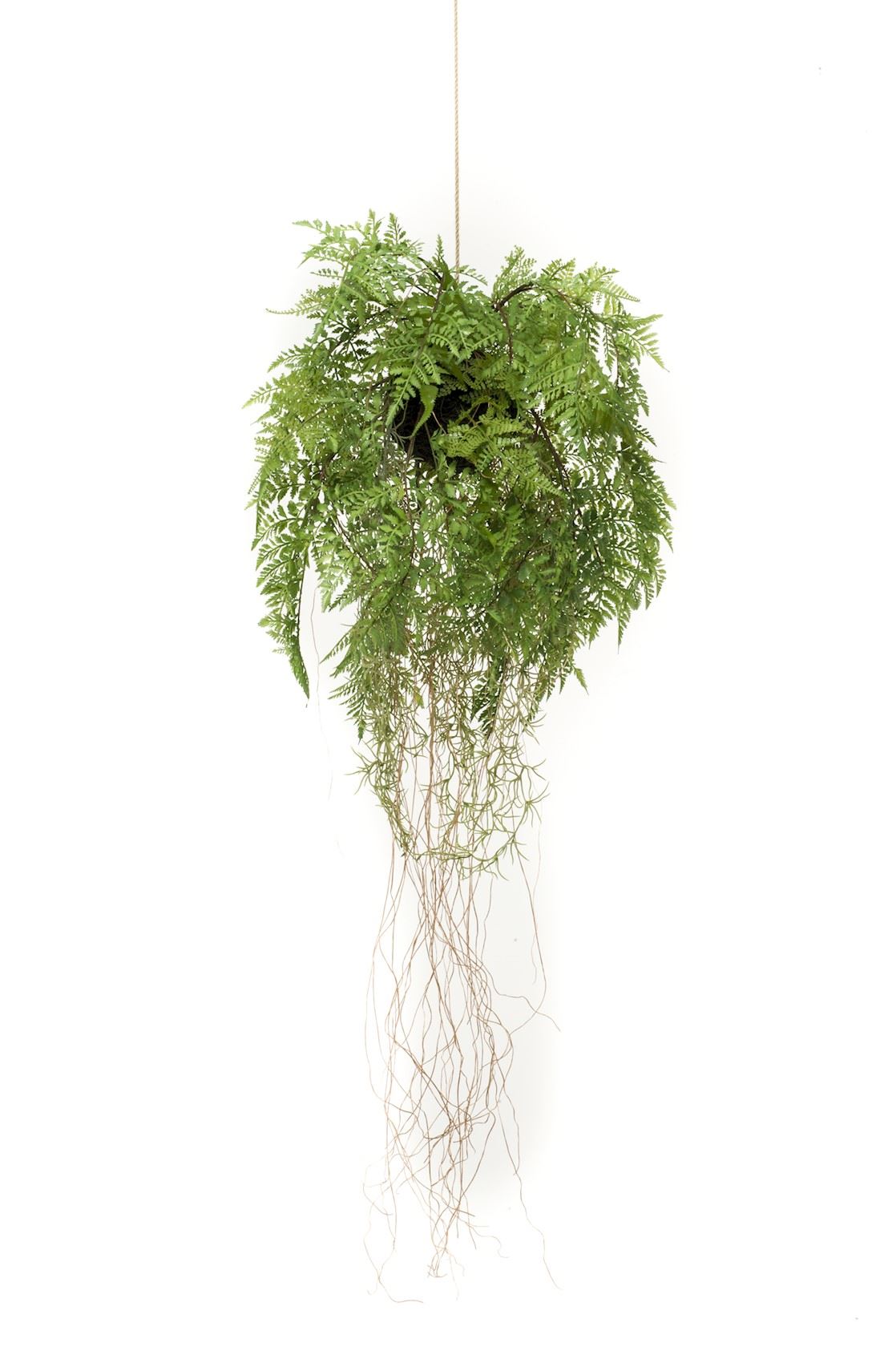 Fern-w-roots-hanging-deko-d35cm