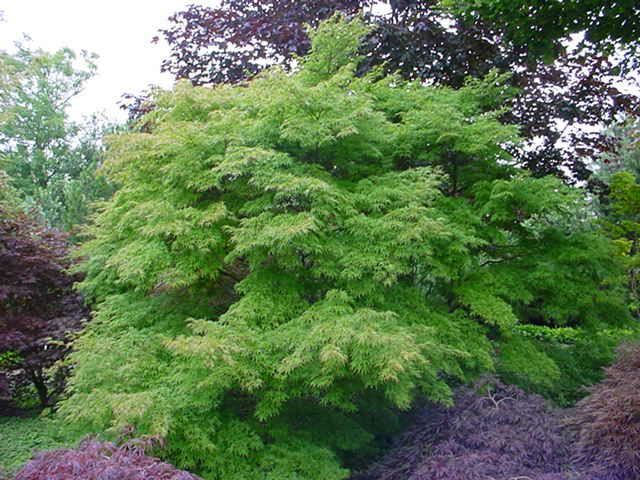 Plantenfiche-Acer-palmatum-Seiryu-