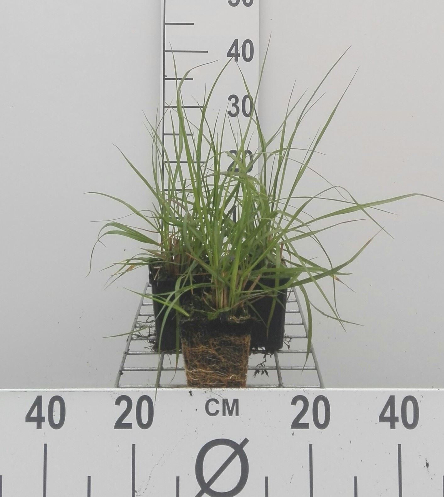 Pennisetum alopecuroides - pot 9x9 cm