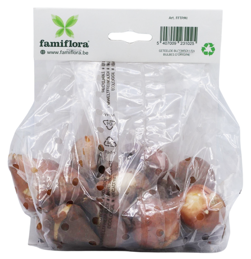 Famiflora Tulipe Parakeet Mix - 20 bulbs - Size 10/11 - Spring flowering bulbs