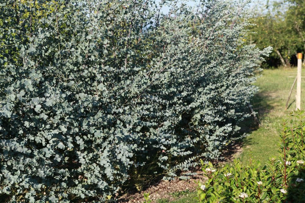 Plantenfiche-Eucalyptus-gunnii-Cagire-Azura-