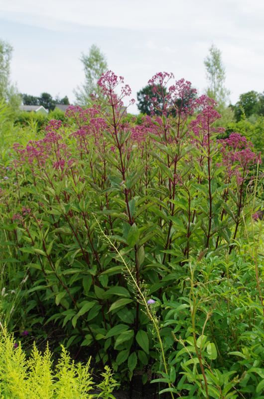 Plantenfiche-Eupatorium-maculatum-Riesenschirm-
