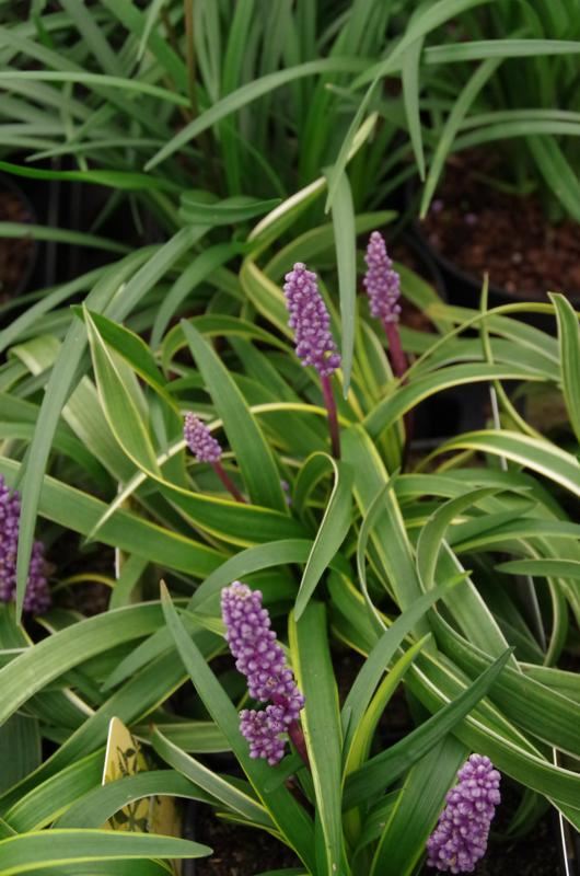 Plantenfiche-Liriope-muscari-Gold-Banded-