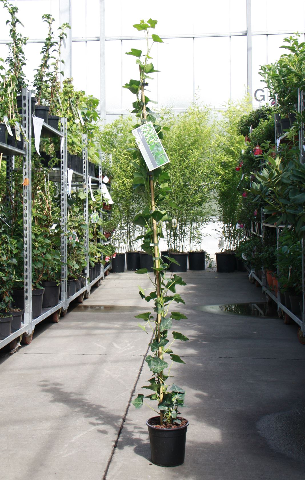 Hedera hibernica - pot - 150+ cm