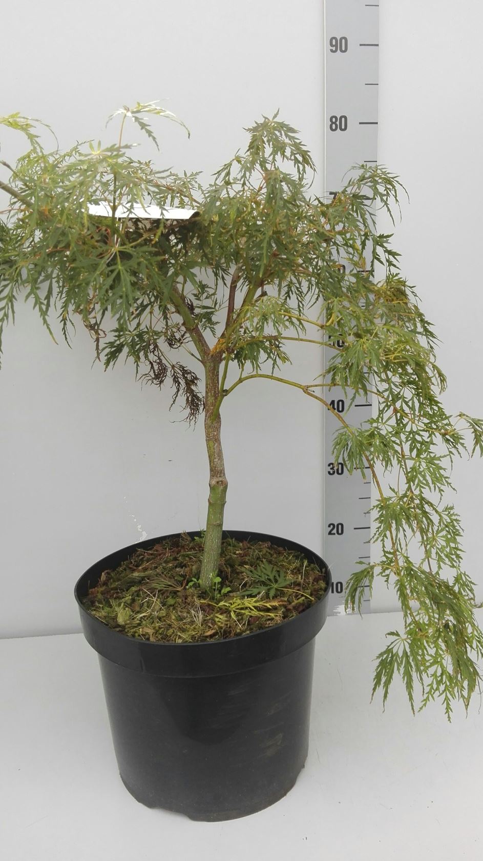 Acer palmatum 'Dissectum' - pot 10L - 60-80 cm