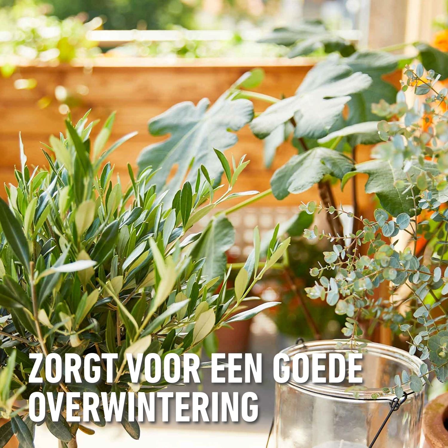 Vodeingskuur-Mediterrane-Planten-5x30ml