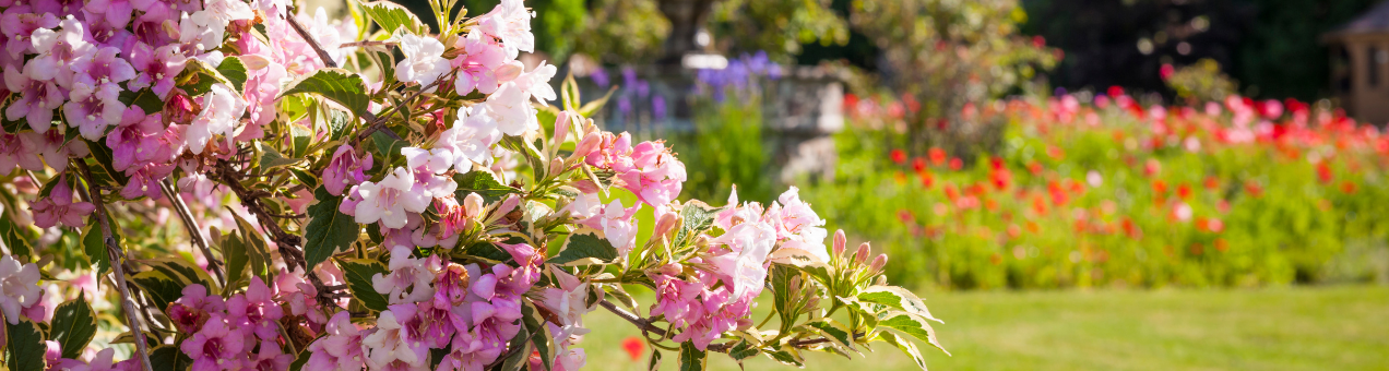 June Gardening Calendar: Your guide to a vibrant and blooming summer garden