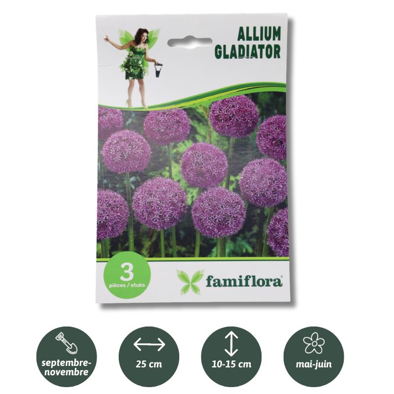 Allium-Gladiator-per-3