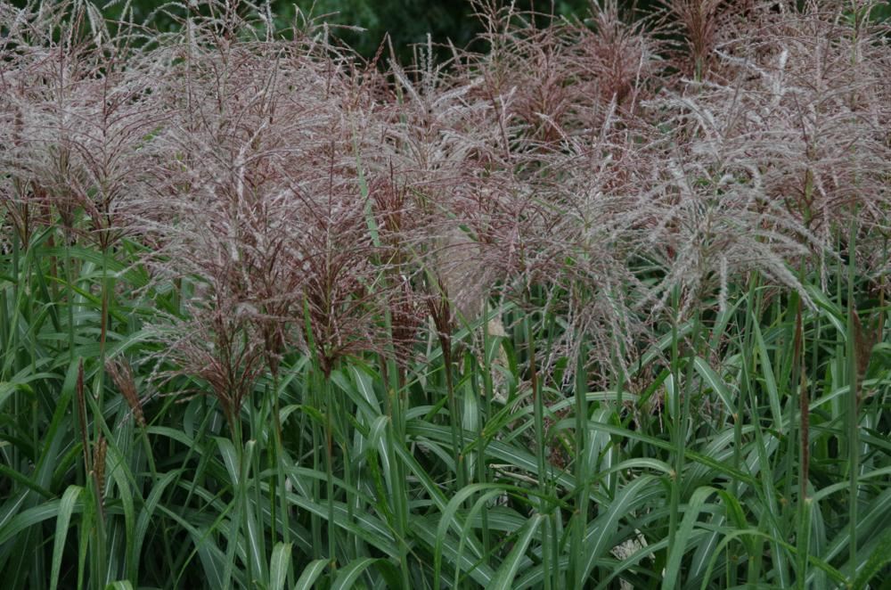 Plantenfiche-Miscanthus-sinensis-Ards-Angel-