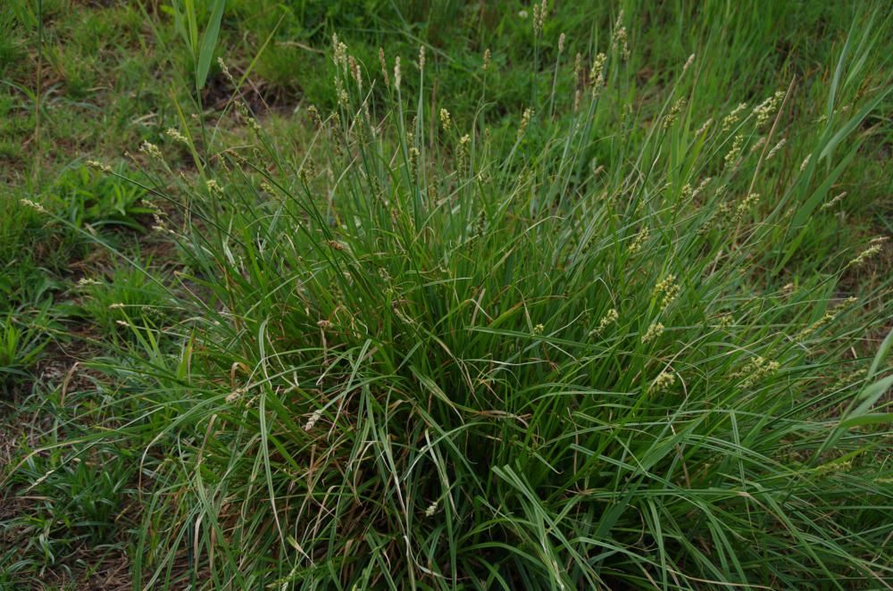 Plantenfiche-Carex-morrowii