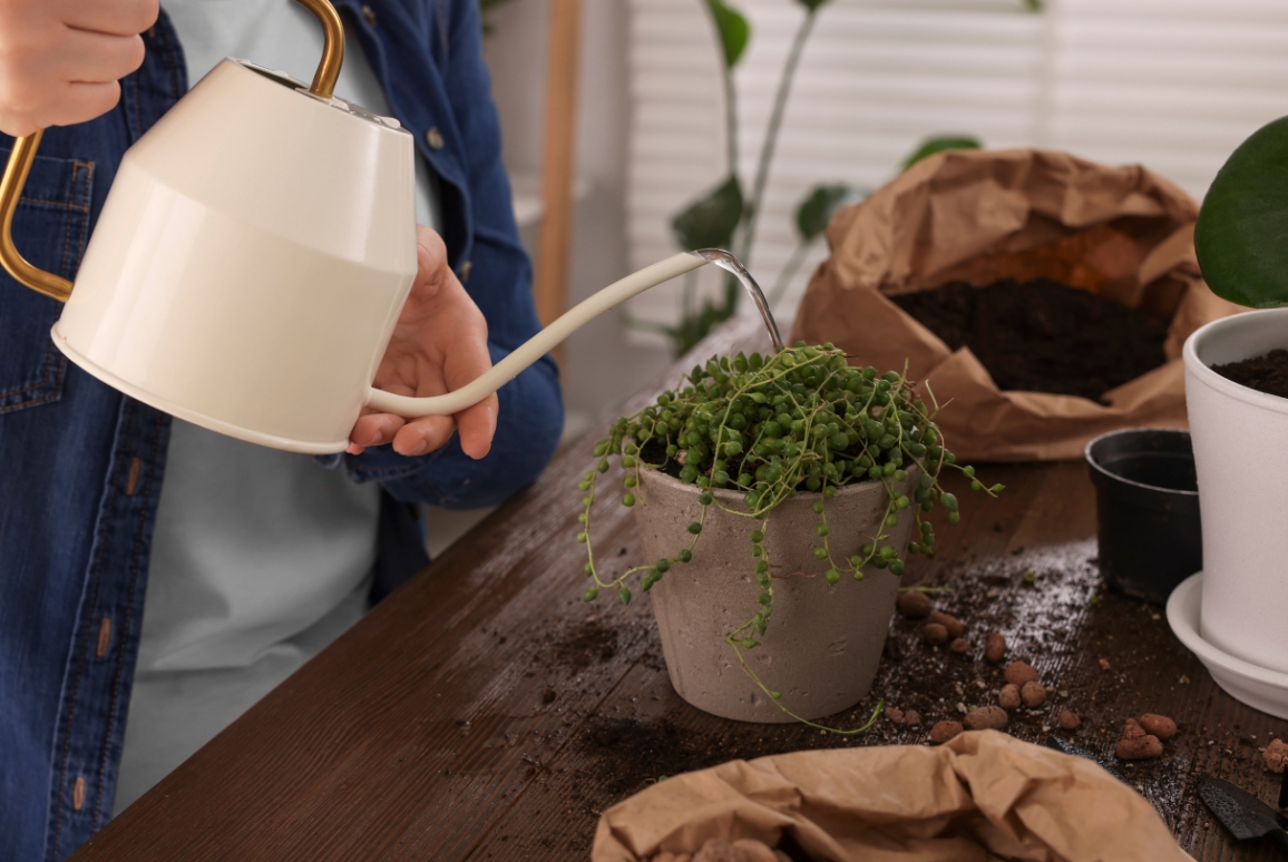 watering houseplants