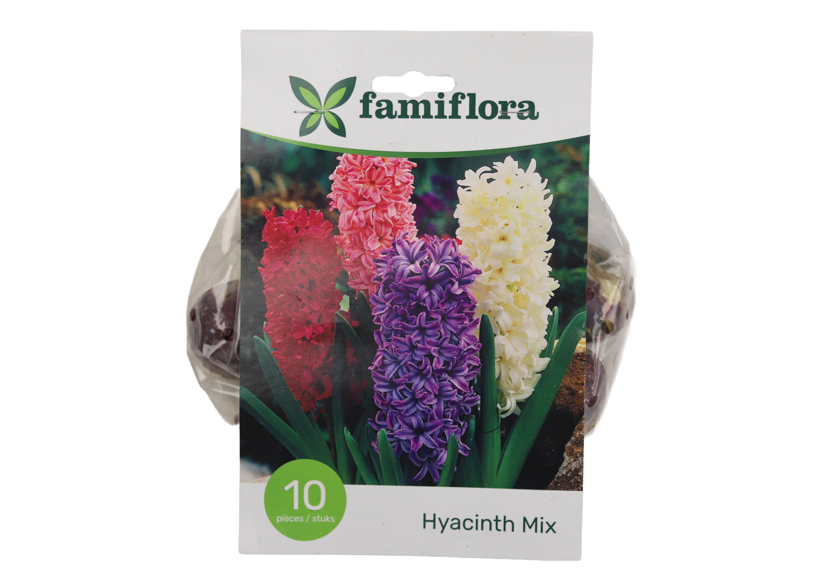 Famiflora Hyacinth Mix - 10 bulbs - Spring flowering bulbs
