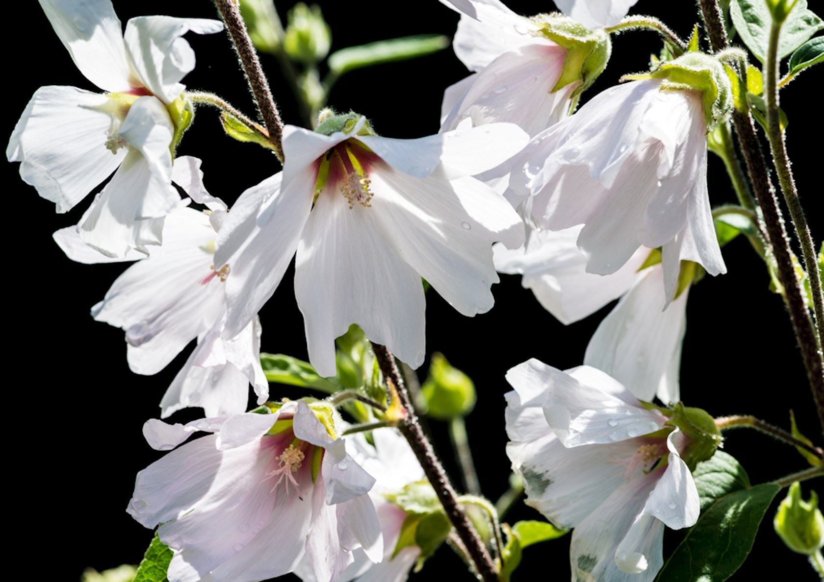 Plantenfiche-Lavatera-Barnsley-Baby-