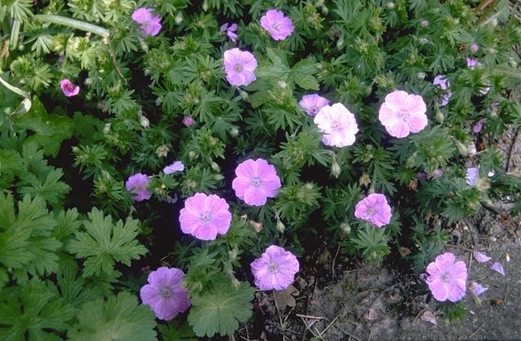 Plantenfiche-Geranium-sanguineum-Cedric-Morris-