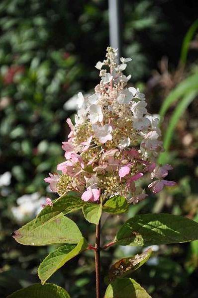 Hydrangea paniculata 'DVPPinky' (Pinky Winky) - pot 7,5L - grafted at a stem height of 90 cm