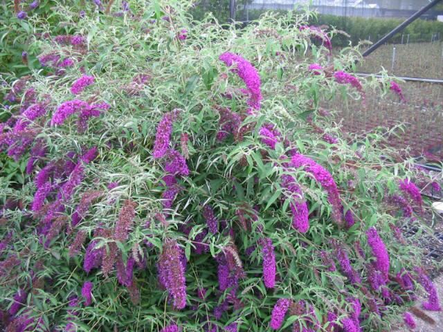 Plantenfiche-Buddleja-davidii-Nanho-Purple-