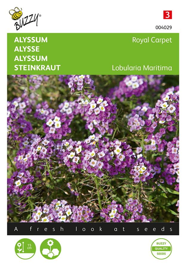 Buzzy-Alyssum-Royal-Carpet