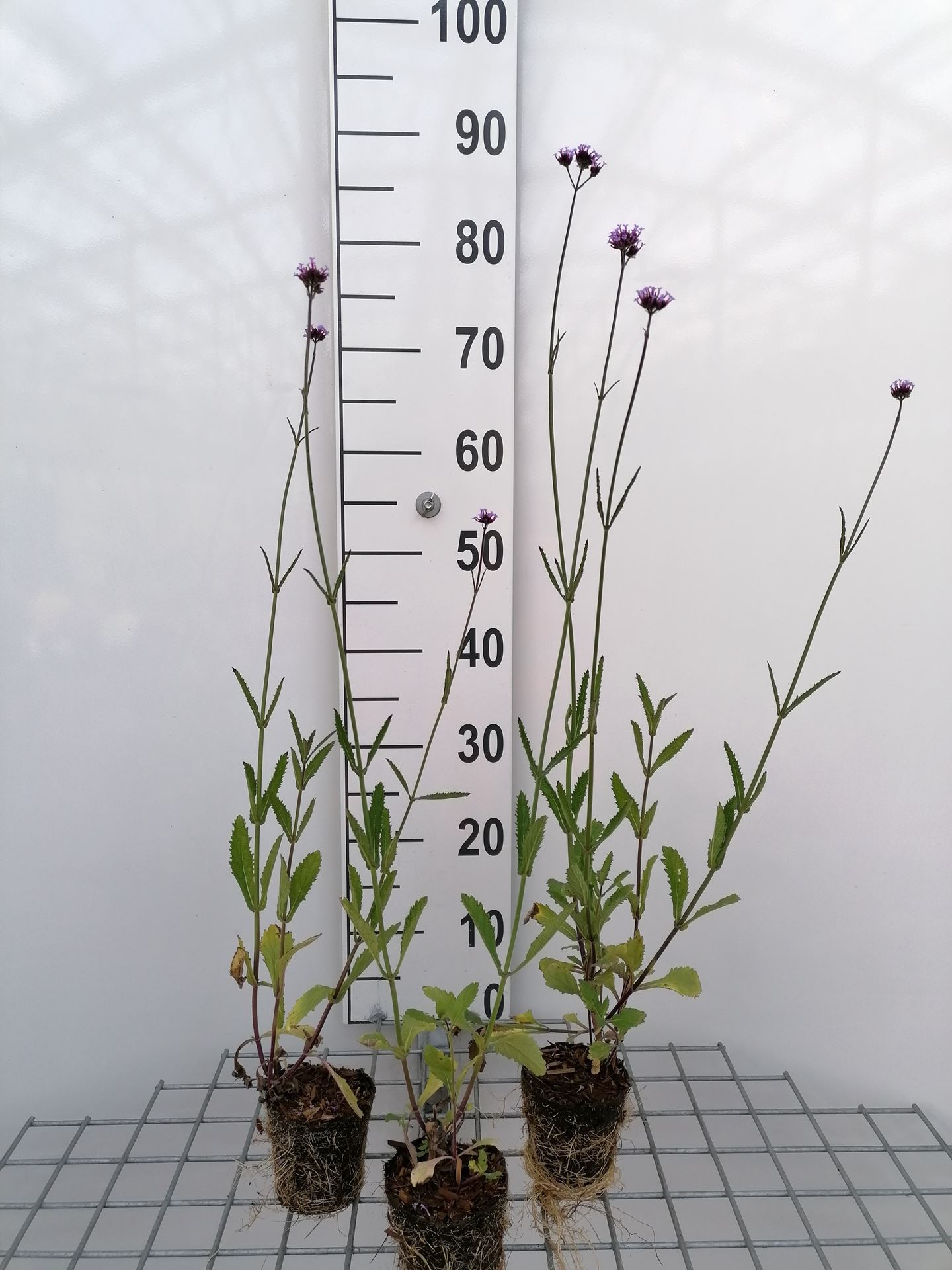 Verbena bonariensis - Biopot ø8 cm