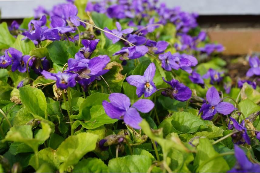 Plantenfiche-Viola-odorata