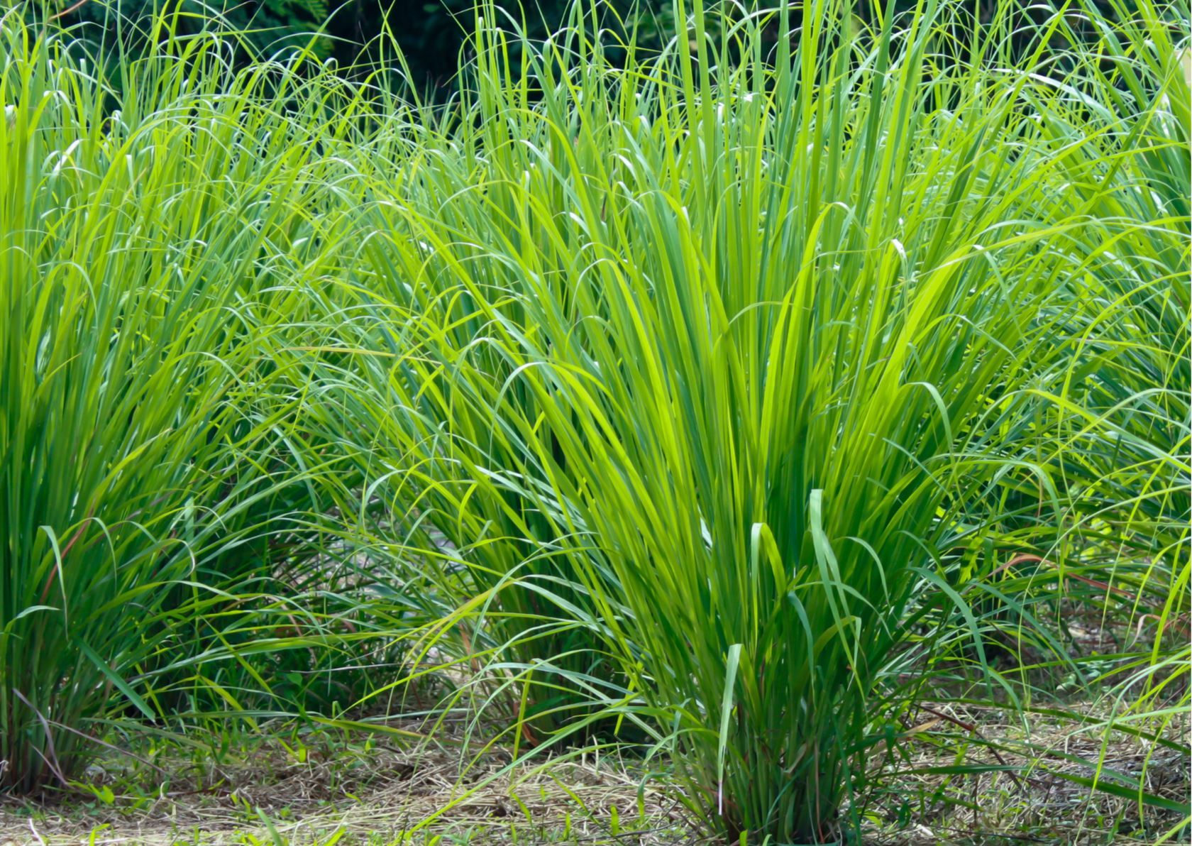 Lemongrass - pot ø13 cm (Cymbopogon citratus)