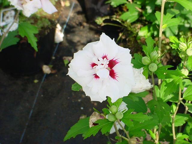 Plantenfiche-Hibiscus-syriacus-Speciosus-