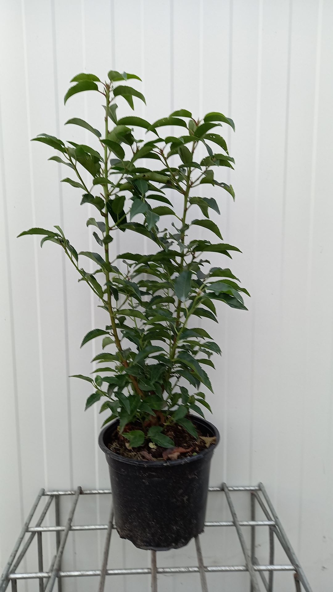 Prunus lusitanica 'Angustifolia' - pot 4L - 50-60 cm - bush