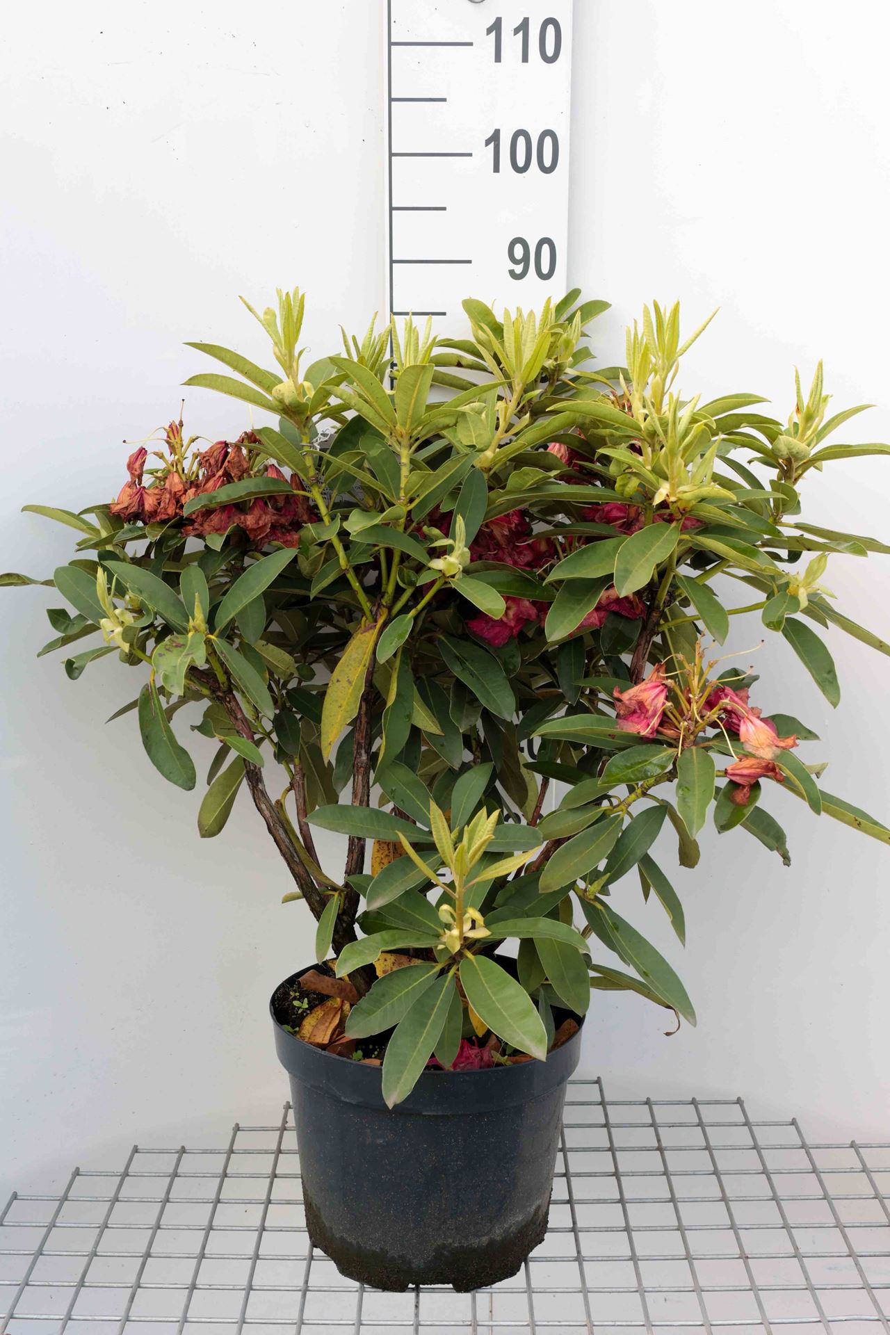 Rhododendron 'Wilgen's Ruby' - pot 10L - 60-80 cm