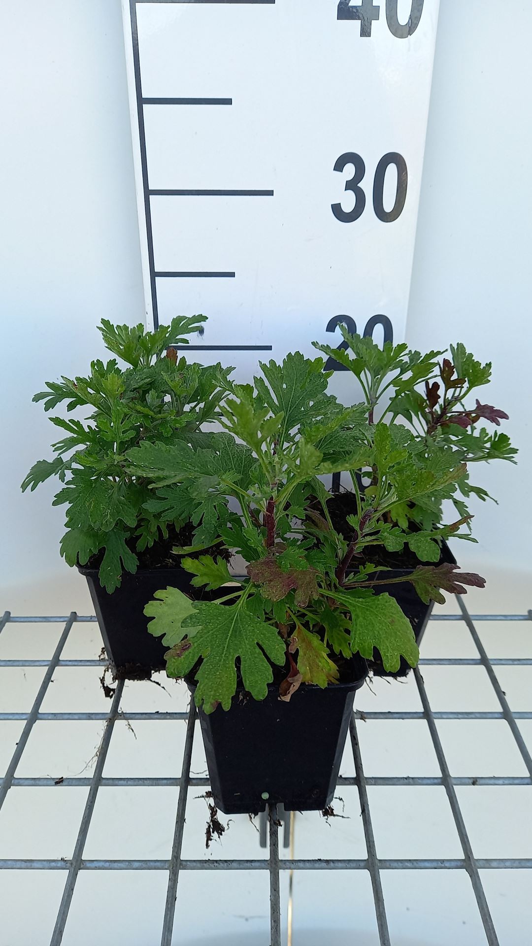Chrysanthemum 'Duchess of Edinburgh' - pot 9x9 cm