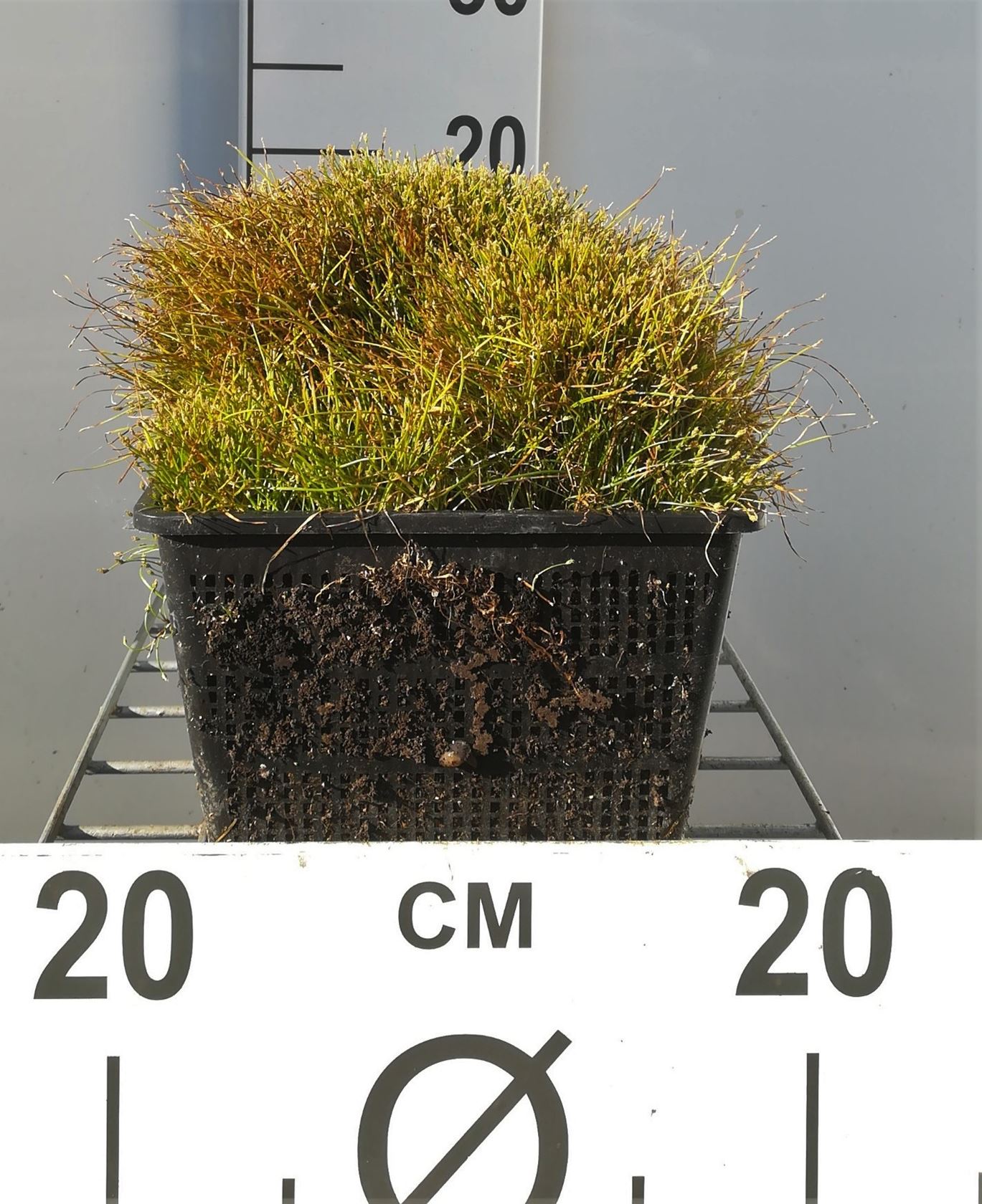 Isolepis cernua - watermand ø18 cm